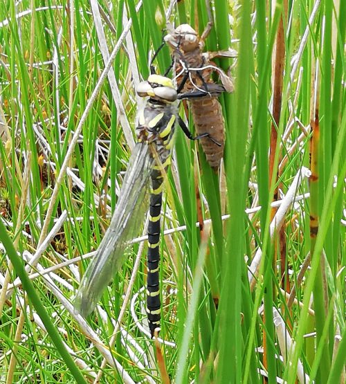 Odonates - Lac de Pises Préservation de la biodiversité